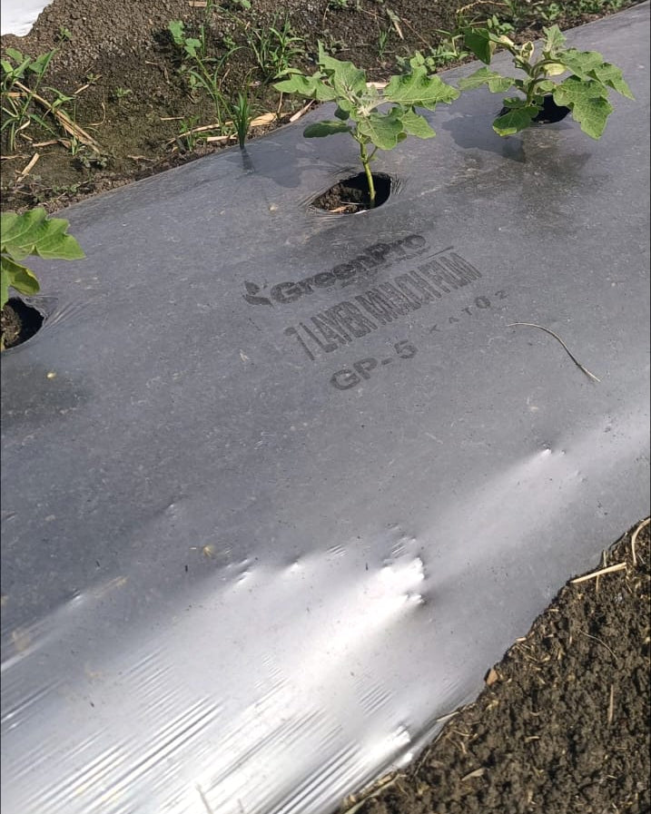 Heera Green Pro 7-layer mulching paper
